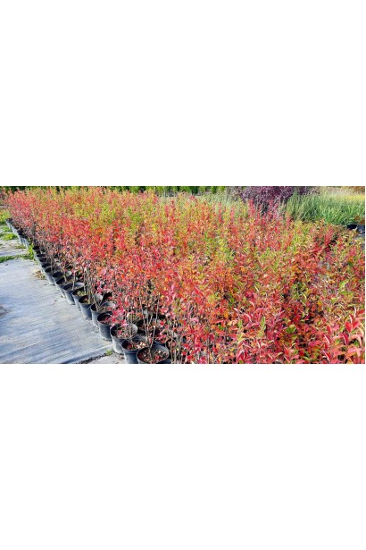 Кизильник блискучий осіннє забарвлення