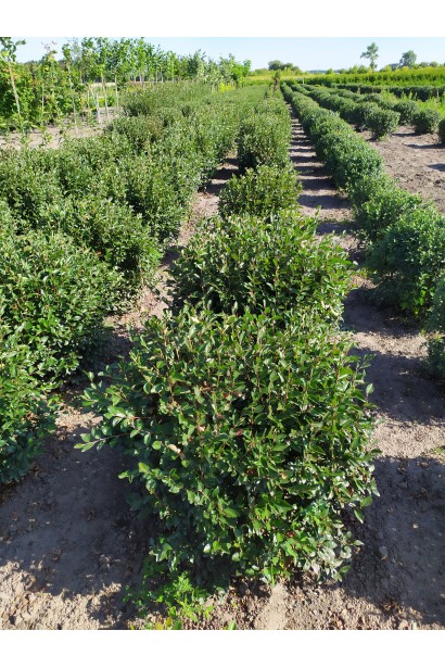 Кизильник блискучий в розсаднику в полі