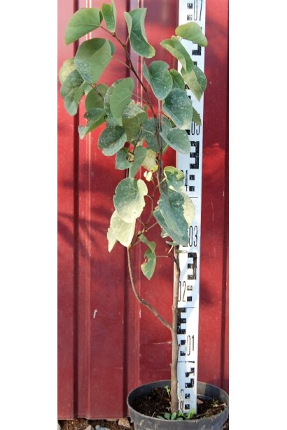 Іудове дерево