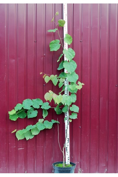 Іудове дерево