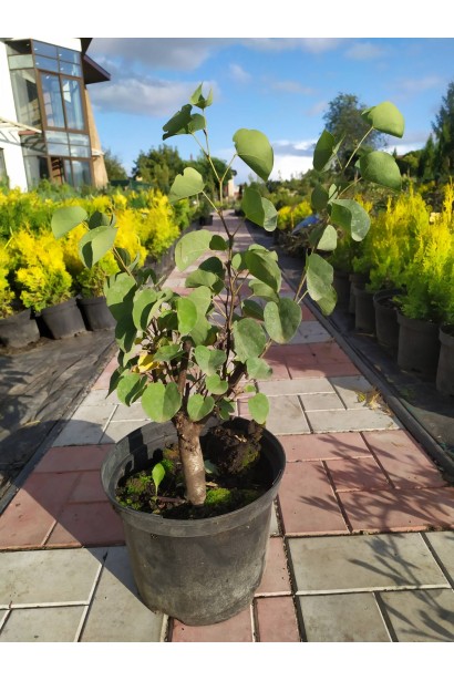 Церцис канадський – прекрасне дерево для декоративного садівництва.