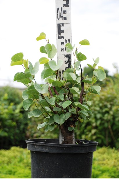 Церціс канадський / Іудове дерево - 2л/вис.30-40см/Ø15-20см