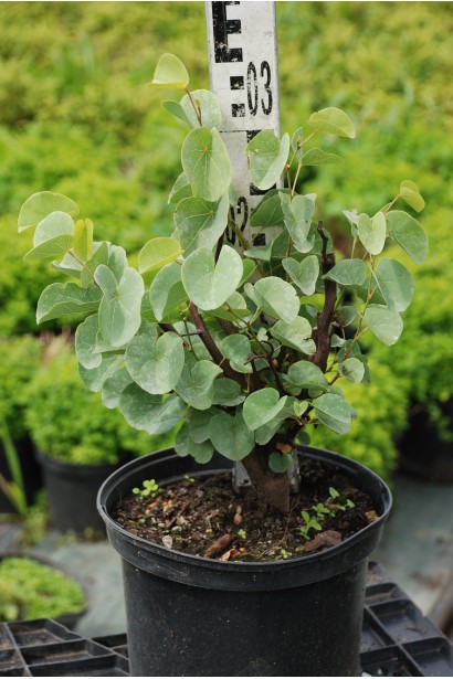 Церцис канадський / Іудове дерево