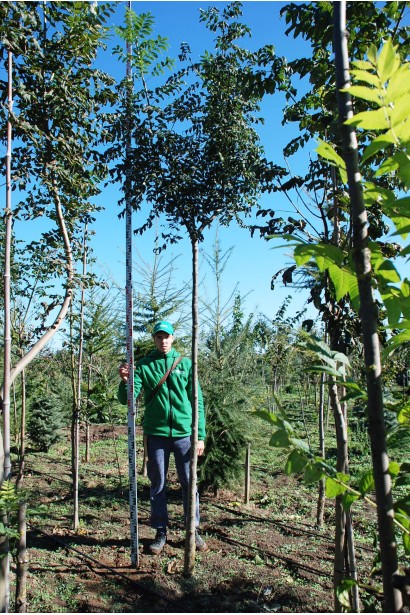 Ясен звичайний — ідеальний вибір для алеї.