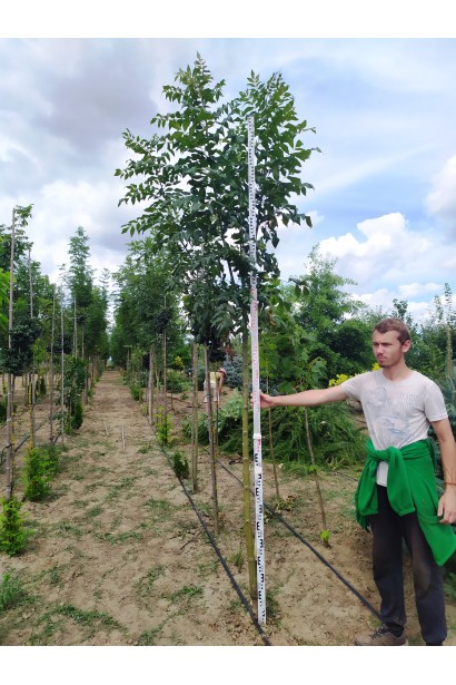 Fraxinus excelsior — озеленення міських просторів.