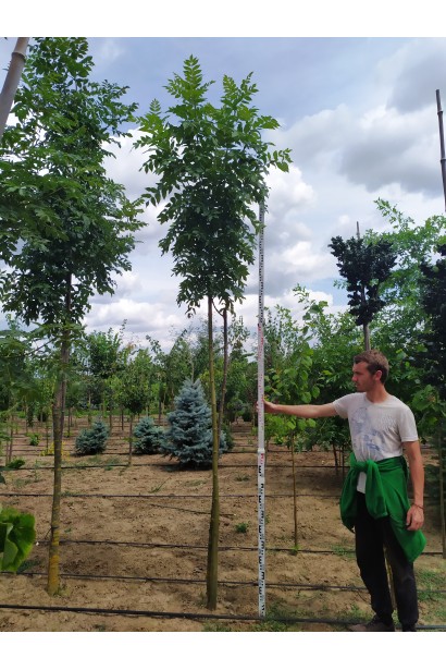 Ясен звичайний — гармонія природи у вашому саду.
