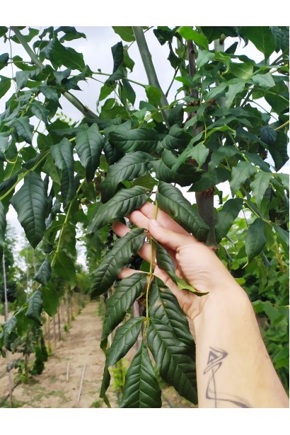 Fraxinus excelsior — королівський акцент у ландшафті.