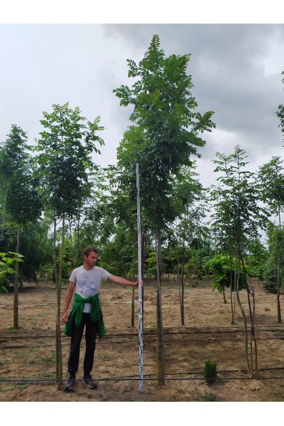 Високе дерево ясена для прикраси двору.