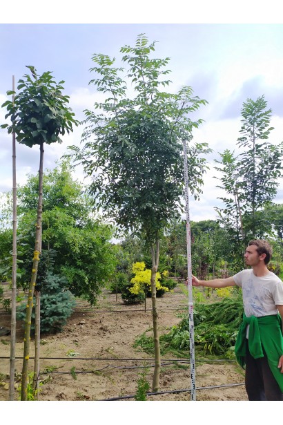 Fraxinus excelsior — міцне дерево з густою кроною.