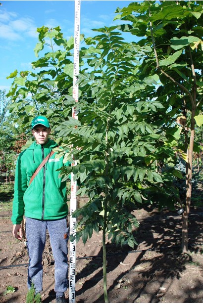 Листя ясена звичайного додає свіжості саду.