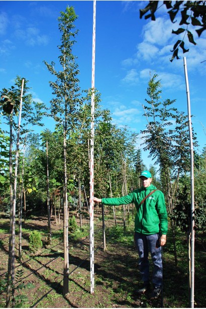 Величний ясен звичайний для вашого ландшафту.