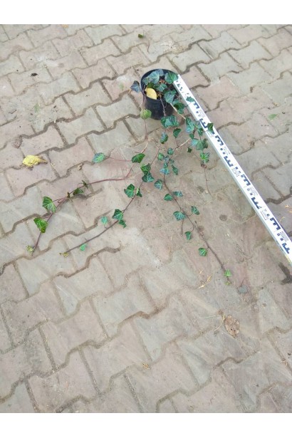 Плющ ірландський