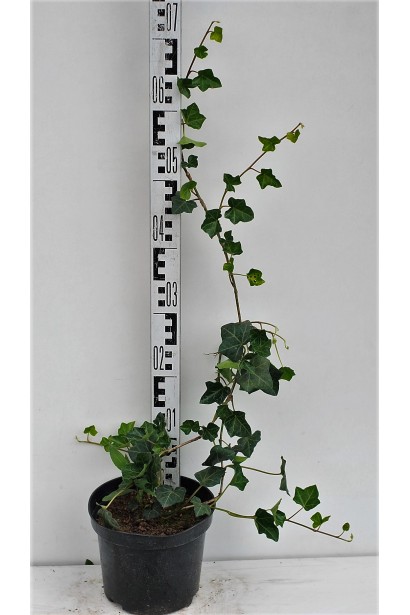 Саджанці плюща ірландського доступні у садових центрах цілий рік.