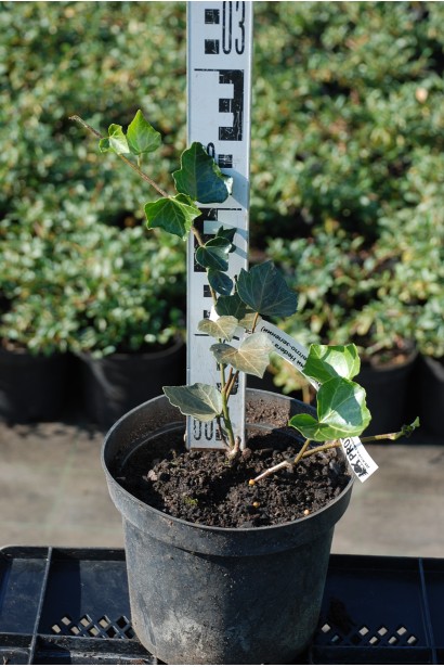 Плющ ірландський: вічнозелена рослина для вертикального озеленення стін.