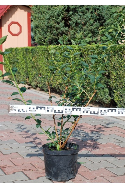 Саженец Форзиция промежуточная Спектабилис Форзиция промежуточная