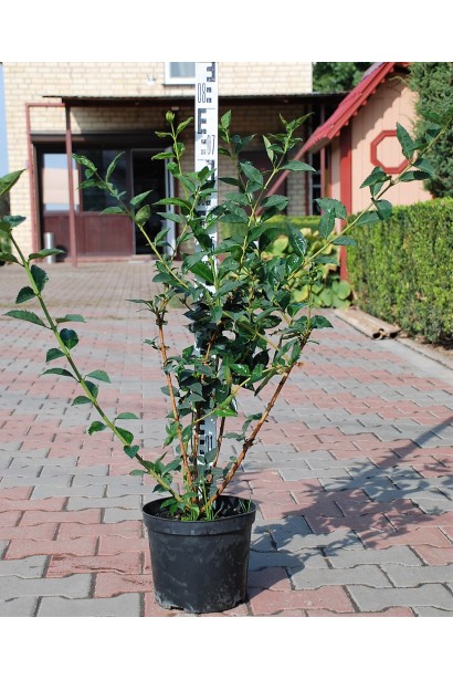 Форзиция промежуточная Спектабилис - 5л/60-70см/60см