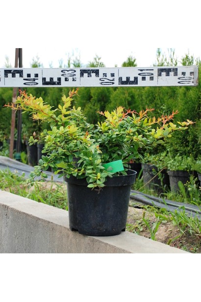 Барбарис Ред Джевел саженец диаметр 30-40 см