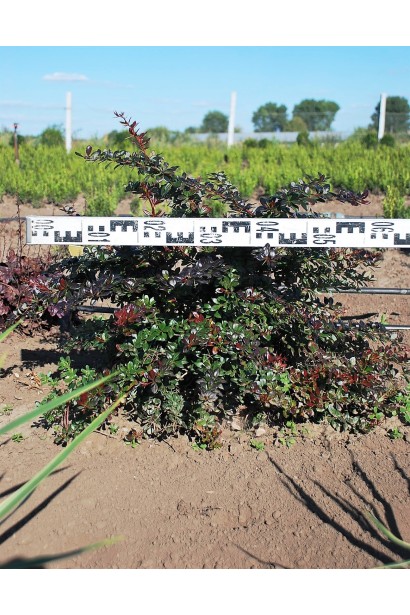 Барбарис Red Jewel в поле диаметр 50-60 см