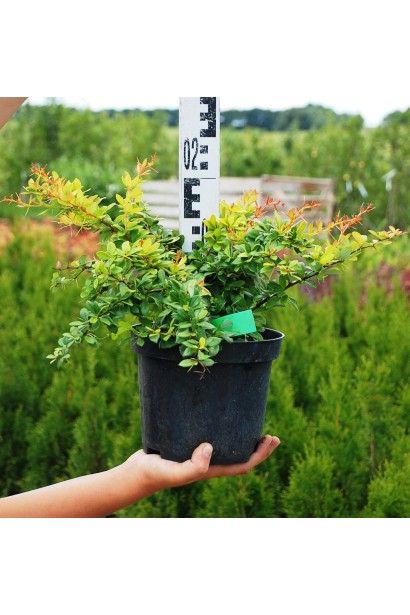 Барбарис Ред Джевел контейнер 3 л