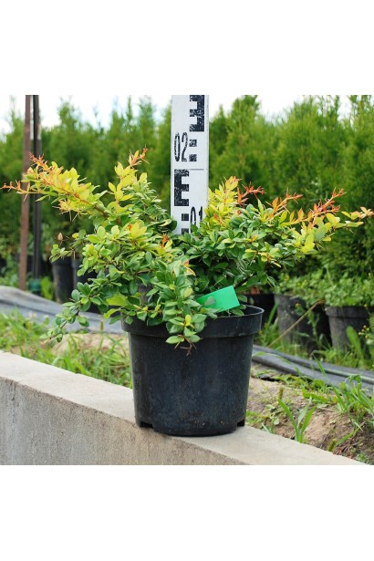 Барбарис Ред Джевел в контейнере высота 15-20 см