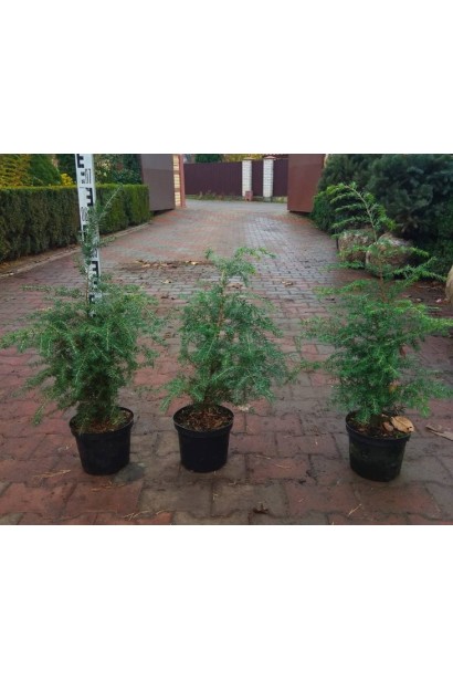 Саджанці Тсуга канадська в садовому центрі