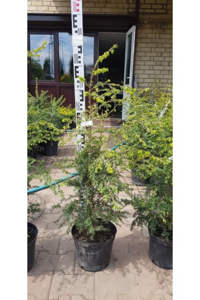 Тсуга канадська