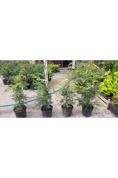 Тсуга канадська в садовому центрі