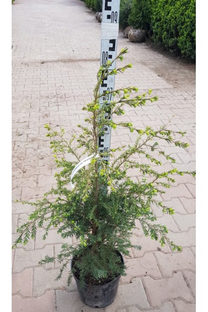 Тсуга канадська в контейнері