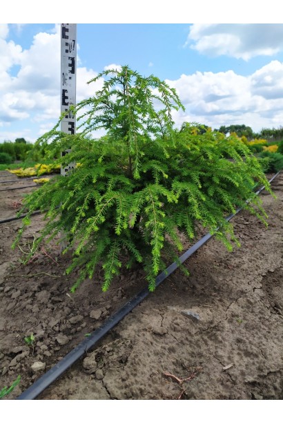 Тсуга канадська в розсаднику