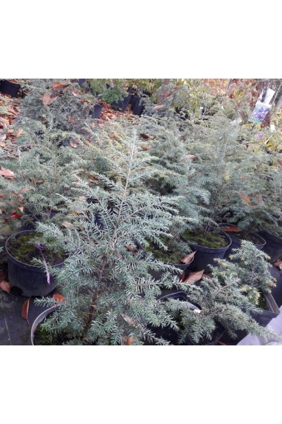 Тсуга канадська - хвоя