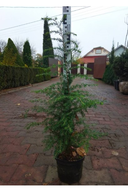 Тсуга канадська з прямим стовбуром і густою хвоєю.