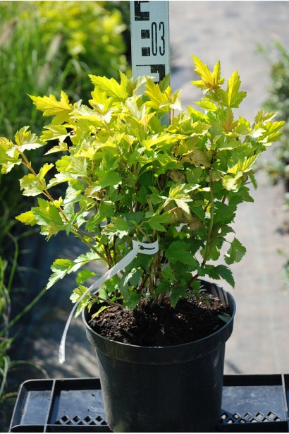 Саджанці Nugget — ідеальний вибір для дизайну.