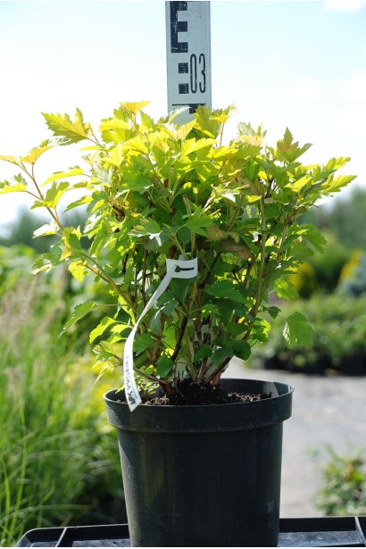 Саджанець Nugget із золотисто-зеленим листям.