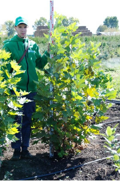 Платан гібридний