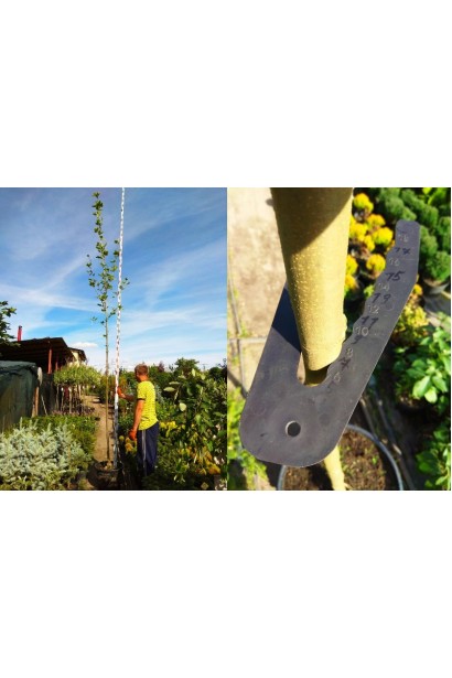 Platanus x hispanica Acerifolia