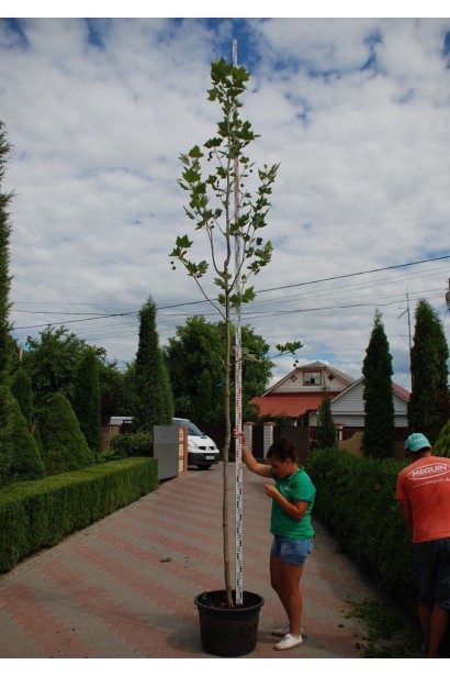 Саджанець платана кленолистого із широкими листками й міцним стовбуром.
