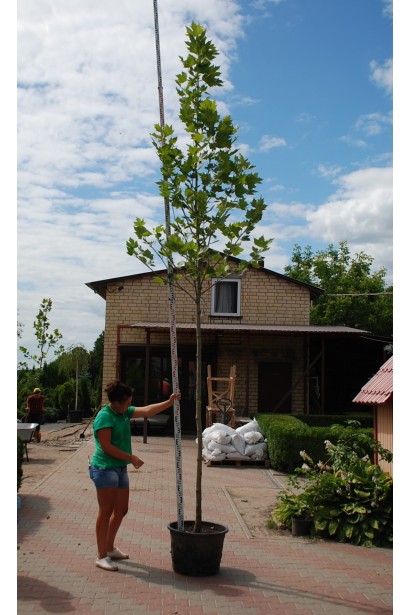 Платан кленолистий | Платан клёнолистный | Platanus x hispanica Acerifolia