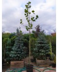 Платан кленолистий | Платан клёнолистный | Platanus x hispanica Acerifolia