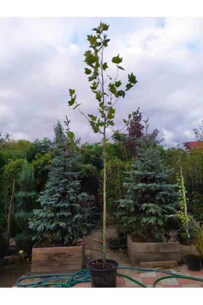 Platanus x hispanica Acerifolia