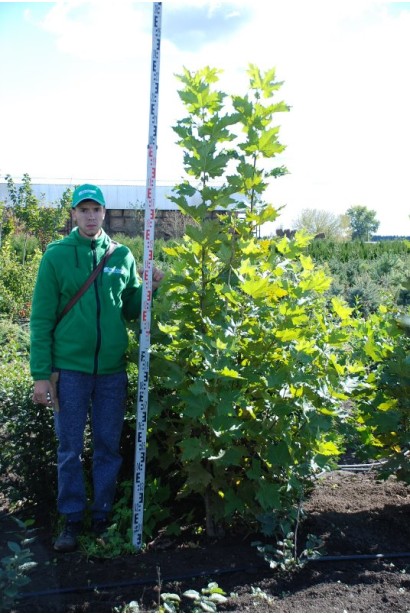 Платан кленолистий | Платан клёнолистный | Platanus x hispanica Acerifolia