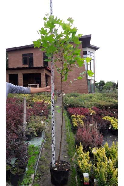 Платан кленолистий в садовому центрі проксіма