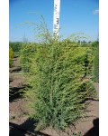 Ялівець звичайний Суецика | Можжевельник обыкновенный Суэцика | Juniperus communis Suecica