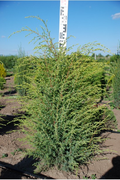 Ялівець Суеціка - ком / 70-80  см