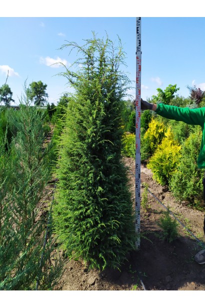 Ялівець звичайний Суецика