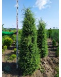 Ялівець звичайний Суецика | Можжевельник обыкновенный Суэцика | Juniperus communis Suecica