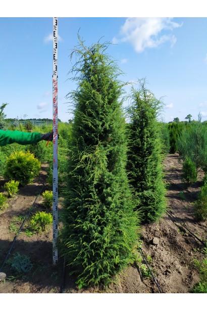 Ялівець звичайний Суецика 210-230 см