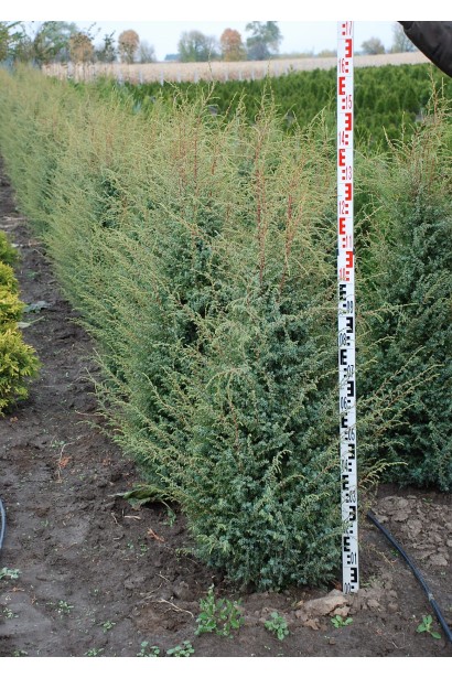 Ялівець Suecica -саджанці в полі 140-160 см
