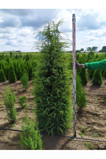 Ялівець колоновидний Suecica 200-220 см