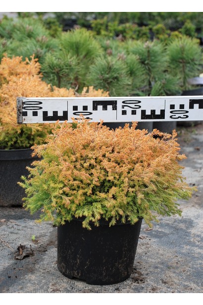 Туя західна Рейнголд - 3л/вис.15-25см/Ø30-35см