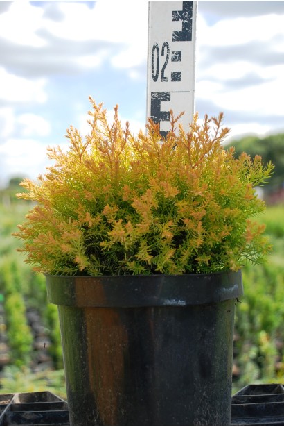 Туя західна Рейнголд - 3л/15-20см/15-20см